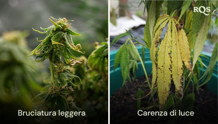 Confronto tra foglie di cannabis che mostrano danni da bruciature di luce e carenza di luce, con scolorimento giallo e marrone. Relativo alle foglie di cannabis ingiallite e alle foglie di cannabis ingiallite a causa dello stress da luce.