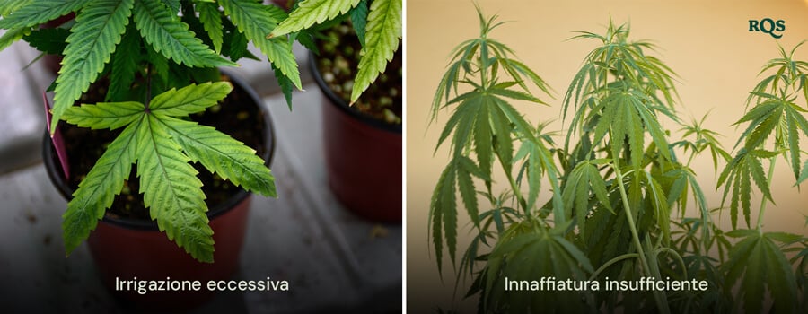 Piante di cannabis che mostrano sintomi di eccessiva irrigazione con foglie gonfie e gialle e di scarsa irrigazione con foglie secche e ingiallite. Evidenzia le foglie gialle di cannabis derivanti da problemi di irrigazione.