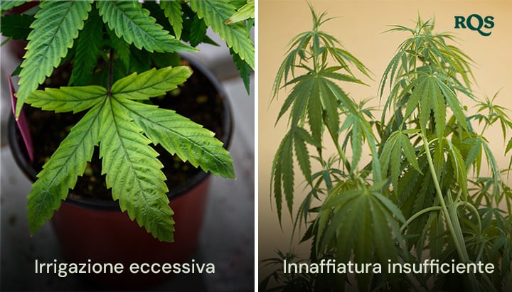 Piante di cannabis che mostrano sintomi di eccessiva irrigazione con foglie gonfie e gialle e di scarsa irrigazione con foglie secche e ingiallite. Evidenzia le foglie gialle di cannabis derivanti da problemi di irrigazione.