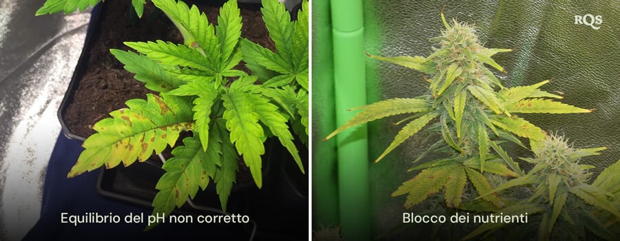 Confronto fianco a fianco di piante di cannabis colpite da squilibrio del pH e blocco dei nutrienti, con visibile ingiallimento e imbrunimento delle foglie. Relativo a foglie di cannabis gialle e carenze di nutrienti.