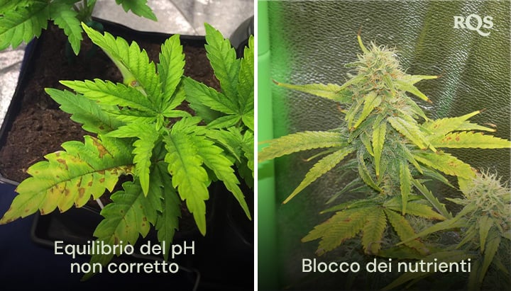 Confronto fianco a fianco di piante di cannabis colpite da squilibrio del pH e blocco dei nutrienti, con visibile ingiallimento e imbrunimento delle foglie. Relativo a foglie di cannabis gialle e carenze di nutrienti.