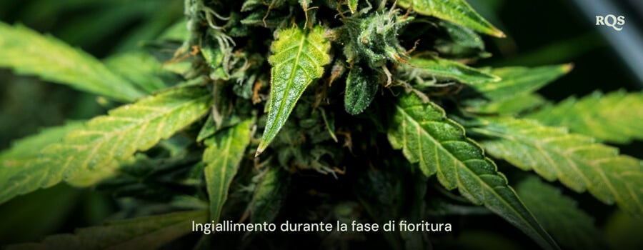 Primo piano di foglie di cannabis ingiallite durante la fase di fioritura, mostrando segni di senescenza o carenza nutrizionale potenziale. Relativo a foglie di cannabis ingiallite durante la fioritura.