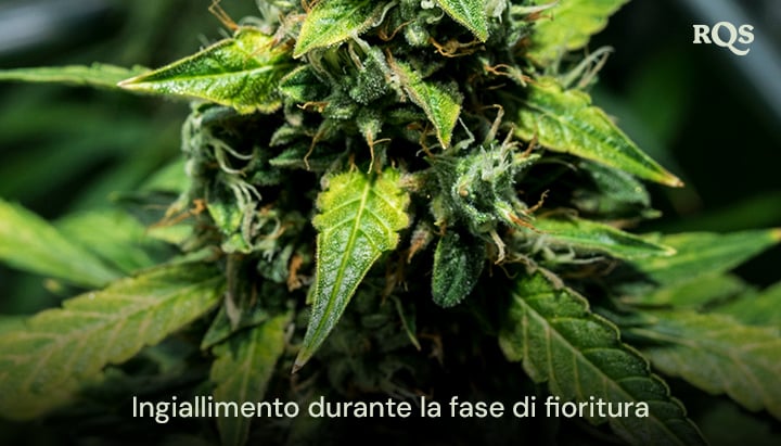 Primo piano di foglie di cannabis ingiallite durante la fase di fioritura, mostrando segni di senescenza o carenza nutrizionale potenziale. Relativo a foglie di cannabis ingiallite durante la fioritura.