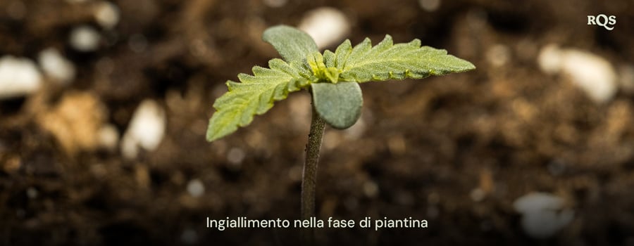 Piantina di cannabis con foglie ingiallite, che indica squilibri nutrizionali precoci o irrigazione eccessiva. Esempio di ingiallimento delle piantine di cannabis e foglie di cannabis che ingialliscono nella fase iniziale di crescita.