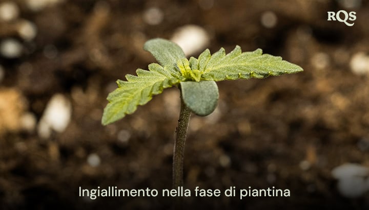 Piantina di cannabis con foglie ingiallite, che indica squilibri nutrizionali precoci o irrigazione eccessiva. Esempio di ingiallimento delle piantine di cannabis e foglie di cannabis che ingialliscono nella fase iniziale di crescita.