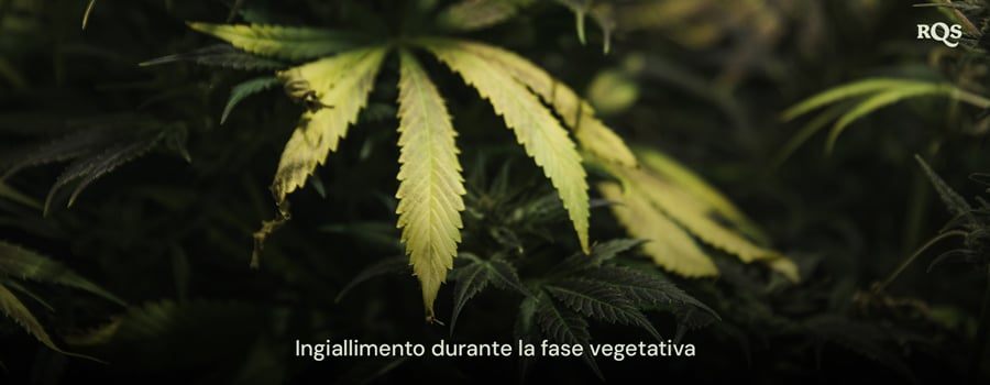 Foglie di cannabis che ingialliscono durante la fase vegetativa, evidenziando sintomi di carenze nutrizionali o problemi di irrigazione. Rilevante per le foglie di cannabis ingiallite durante la vegetazione.