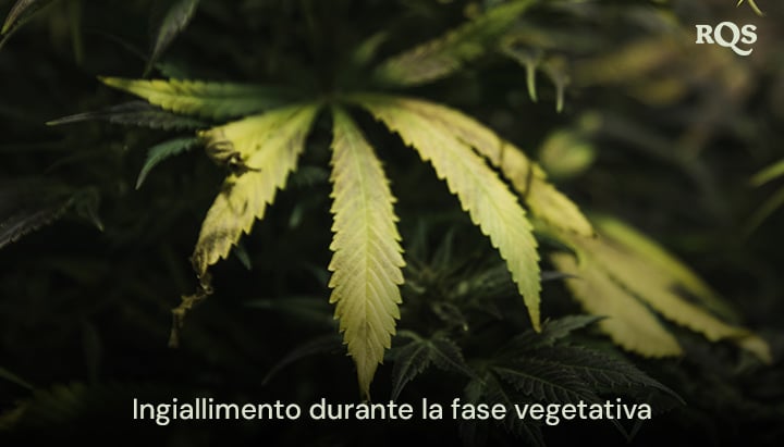 Foglie di cannabis che ingialliscono durante la fase vegetativa, evidenziando sintomi di carenze nutrizionali o problemi di irrigazione. Rilevante per le foglie di cannabis ingiallite durante la vegetazione.