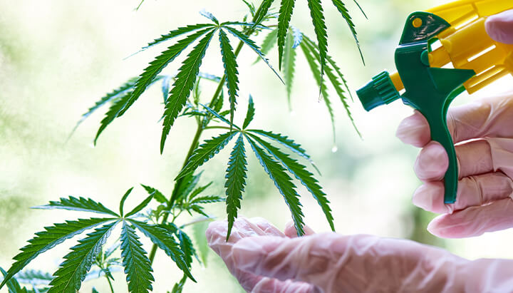 "Una persona che indossa guanti spruzza una pianta di cannabis con una bottiglia spray per nutrirla e mantenerne la salute.  "