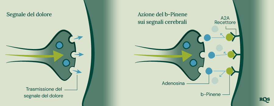 Pinene Pain Transmission