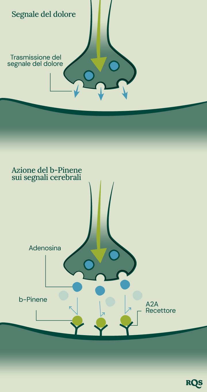 Pinene Pain Transmission