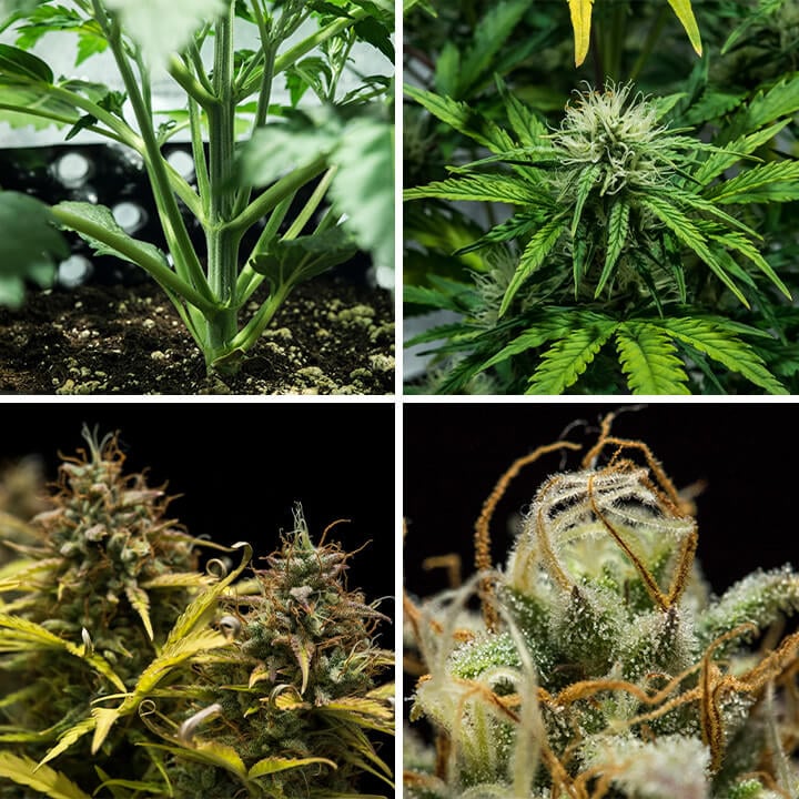 Collage del ceppo di cannabis Blue Cheese Auto di Royal Queen Seeds. Questa autofiorente compatta offre sapori speziati di pepe, terra e formaggio, cresce fino a 70 cm e produce 375 g/m² in 10–11 settimane.