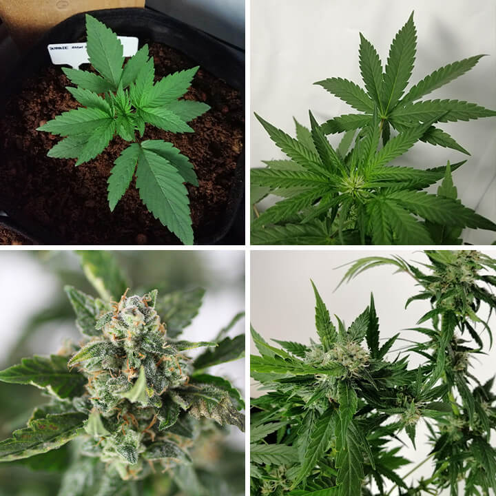 Collage di 4 foto della pianta di cannabis Bubble Kush Auto, con una pianta giovane, foglie verdi sane e gemme resinose e mature.