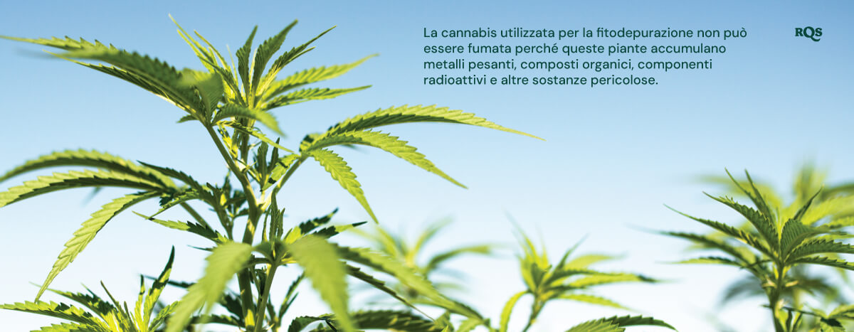 Primo piano di piante di cannabis usate nella fitorimediazione, evidenziando che accumulano sostanze nocive.