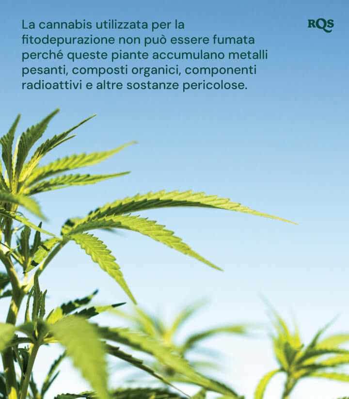 Primo piano di piante di cannabis usate nella fitorimediazione, evidenziando che accumulano sostanze nocive.