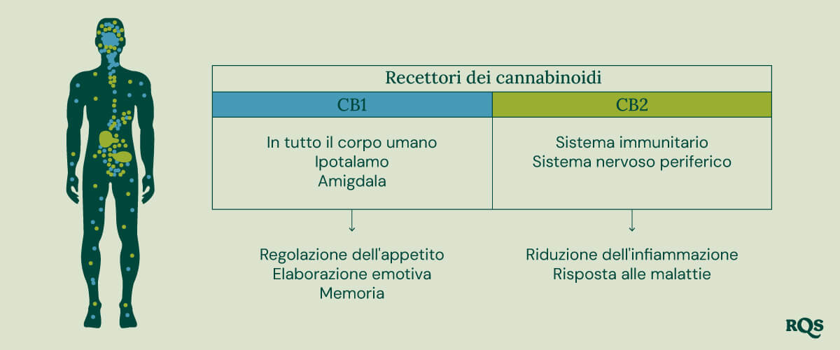 Un diagramma che mostra i recettori CB1 nel cervello e nel corpo e i recettori CB2 nel sistema immunitario, illustrando i loro ruoli negli effetti della cannabis.