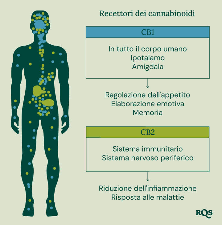 Un diagramma che mostra i recettori CB1 nel cervello e nel corpo e i recettori CB2 nel sistema immunitario, illustrando i loro ruoli negli effetti della cannabis.