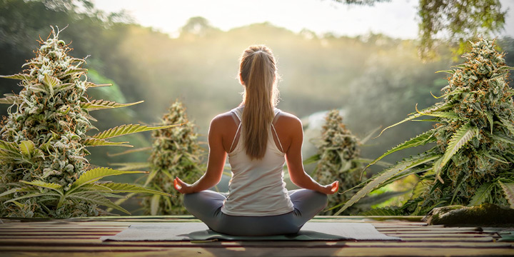 Una persona seduta in una posizione meditativa di spalle alla fotocamera, circondata da grandi piante di cannabis.