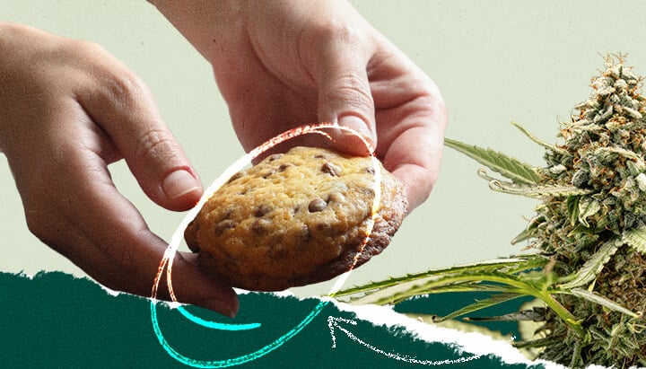 Collage che mostra una persona che tiene un cookie con gocce di cioccolato accanto a un'immagine di una pianta di cannabis.