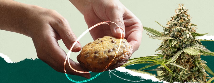 Collage che mostra una persona che tiene un cookie con gocce di cioccolato accanto a un'immagine di una pianta di cannabis.