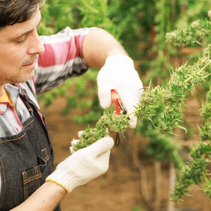 Una persona che indossa guanti taglia accuratamente una pianta di cannabis, concentrandosi sul mantenimento della crescita sana e sull'ottimizzazione dello sviluppo dei fiori.