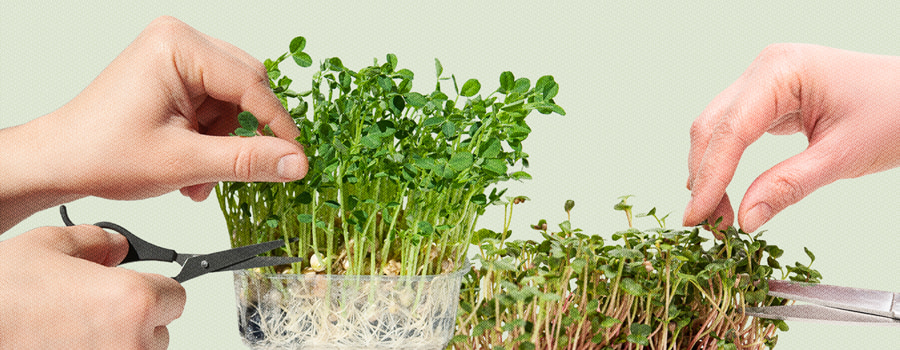 Cannabis microgreens benefits