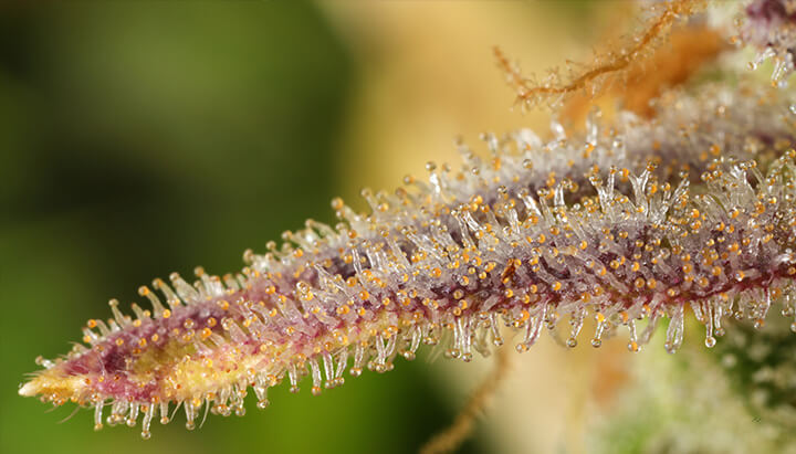 Primo piano di un fiore di cannabis coperto da tricomi colorati (bianco, arancione, viola) che producono resina, evidenziando la texture cristallina della pianta.