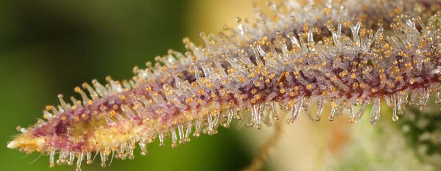 Primo piano di un fiore di cannabis coperto da tricomi colorati (bianco, arancione, viola) che producono resina, evidenziando la texture cristallina della pianta.