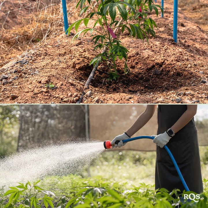 Due immagini: A sinistra una pianta di cannabis con un sistema di irrigazione, e a destra qualcuno che annaffia le piante con un tubo in un giardino.