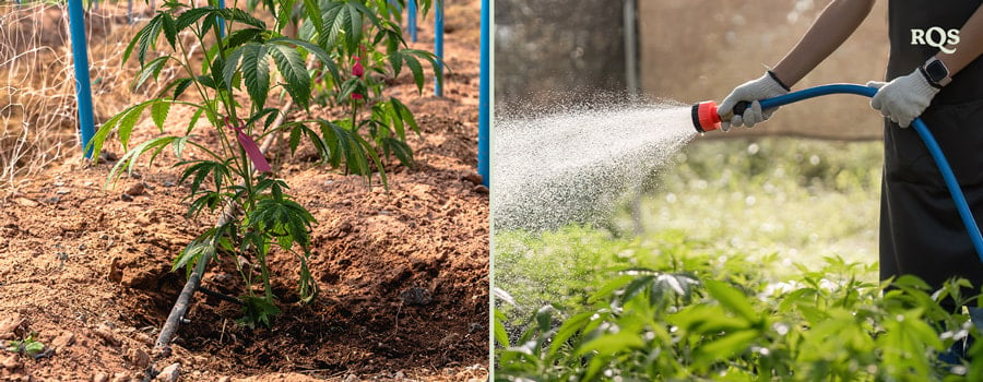 Due immagini: A sinistra una pianta di cannabis con un sistema di irrigazione, e a destra qualcuno che annaffia le piante con un tubo in un giardino.