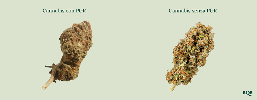 Cime di cannabis affiancate: « Cannabis con PGR » denso e marrone vs. « Cannabis senza PGR » più verde e soffice. Impara a riconoscere la differenza!