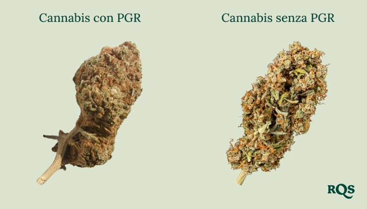 Cime di cannabis affiancate: « Cannabis con PGR » denso e marrone vs. « Cannabis senza PGR » più verde e soffice. Impara a riconoscere la differenza!