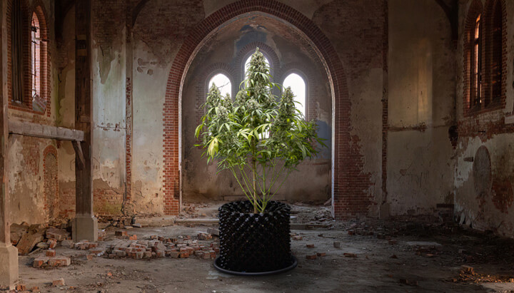 Church cannabis growing