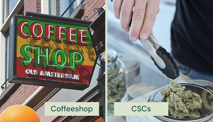 Confronto affiancato tra un'insegna di coffeeshop olandese con la scritta «Coffee Shop Old Amsterdam» e una persona che manipola cime di cannabis con pinze in un Cannabis Social Club (CSC).