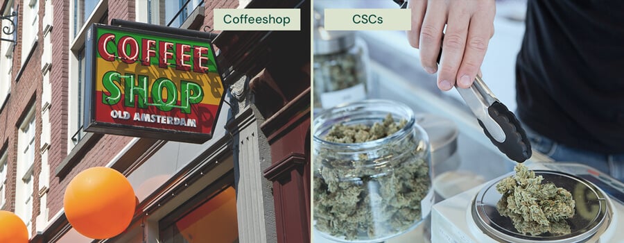 Confronto affiancato tra un'insegna di coffeeshop olandese con la scritta «Coffee Shop Old Amsterdam» e una persona che manipola cime di cannabis con pinze in un Cannabis Social Club (CSC).