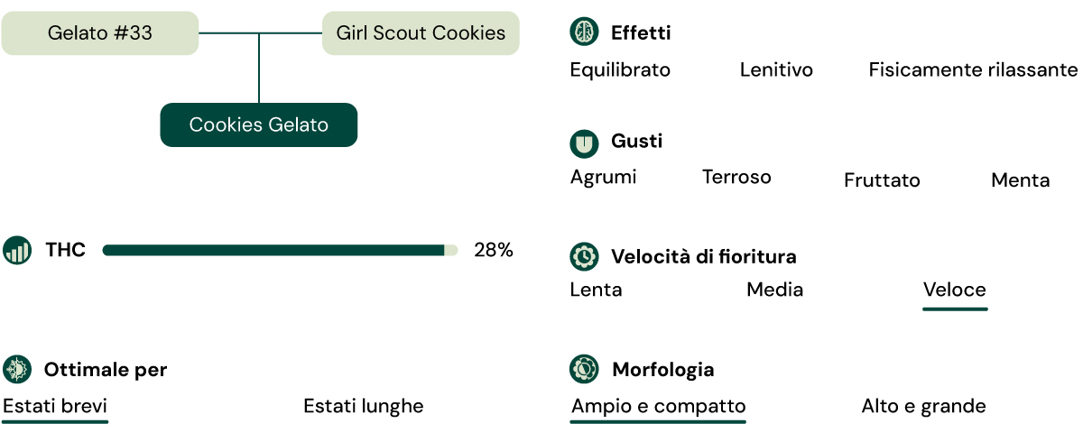 Cookies Gelato Key Attributes