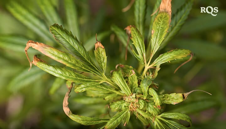 Primo piano di una foglia di cannabis che mostra segni di stress, tra cui ingiallimento e arricciamento. Possibili cause: carenze nutrizionali, eccesso di irrigazione o infestazione di parassiti.