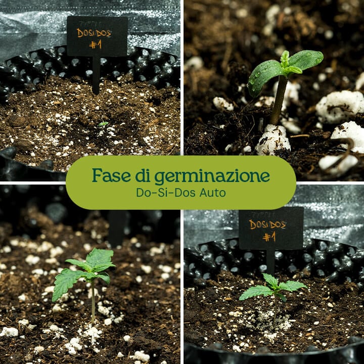 Germinating Do-Si-Dos Auto