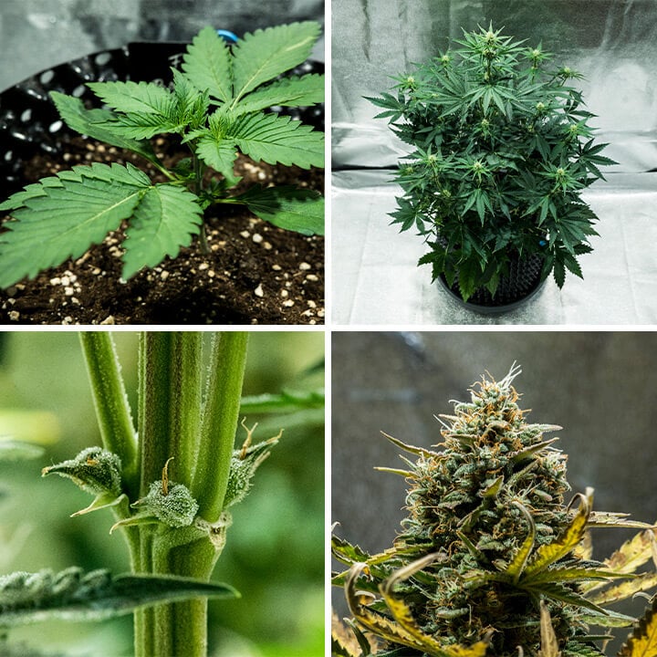 Collage del ceppo di cannabis Fat Banana Auto di Royal Queen Seeds. Questa autofiorente offre un alto contenuto di THC, sapori dolci di banana e terra, cresce fino a 70 cm e produce 450 g/m² in 7–8 settimane.