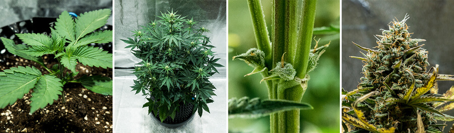 Collage del ceppo di cannabis Fat Banana Auto di Royal Queen Seeds. Questa autofiorente offre un alto contenuto di THC, sapori dolci di banana e terra, cresce fino a 70 cm e produce 450 g/m² in 7–8 settimane.