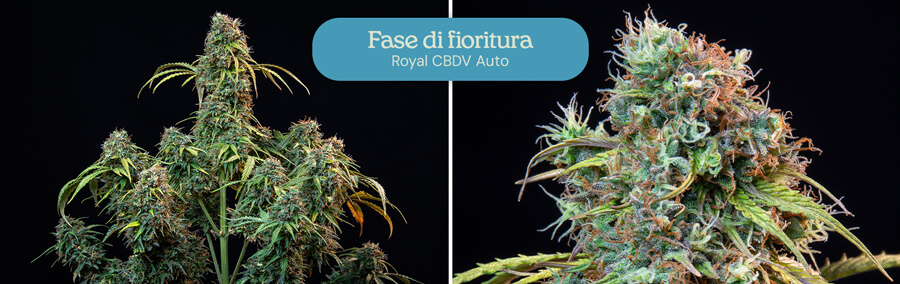 Una foto che mostra la fase di fioritura di una pianta di cannabis Royal CBDV Auto. Il lato sinistro mostra la pianta con cime in sviluppo, mentre il lato destro mostra un primo piano di una cima matura.