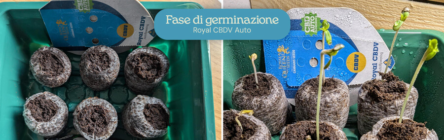 Una foto che mostra il processo di germinazione dei semi di Royal CBDV Auto. L'immagine a sinistra mostra i semi in ammollo in acqua, mentre l'immagine a destra mostra i semi che germinano nel terreno.