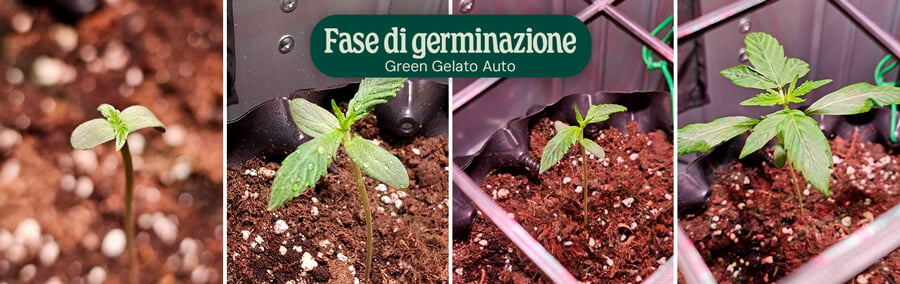 Green Gelato Auto Germination