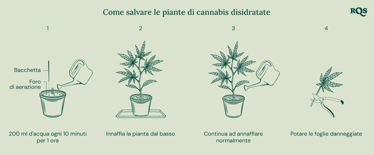 How to fix underwatered cannabis