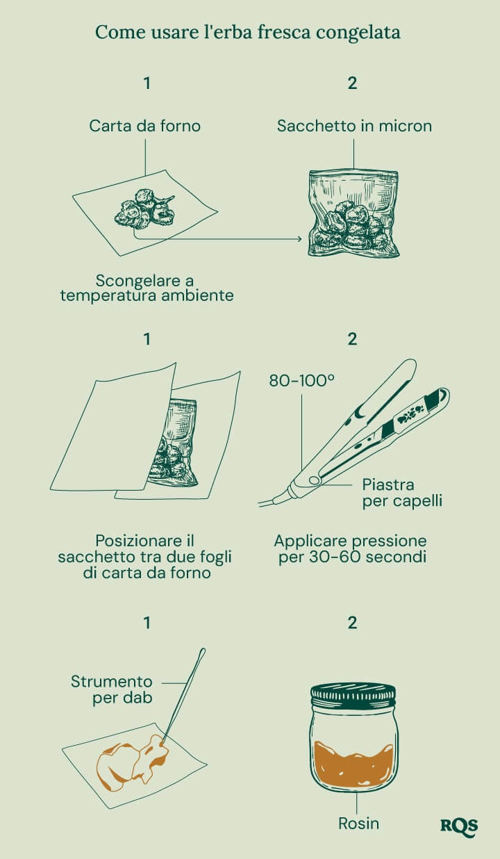 Guida illustrata che mostra come utilizzare la cannabis fresca congelata per l'estrazione del rosin. I passaggi includono scongelare su carta da forno, mettere in un sacchetto di micron, utilizzare una piastra per capelli a 80-100°C per 30-60 secondi e raccogliere il rosin con uno strumento da dab.