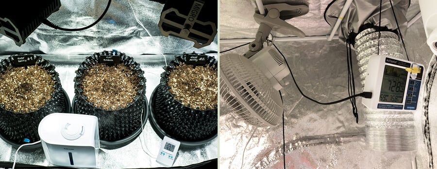 Primo piano di un impianto di germinazione con tre vassoi di semi di cannabis che germogliano a sinistra e l'interno di una piccola tenda da coltivazione a destra, dotata di un ventilatore, monitor dell'umidità e sistema di ventilazione per una crescita ottimale.