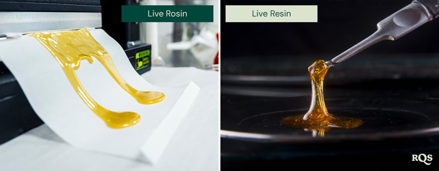 Confronto tra live rosin e live resin, con due immagini affiancate. A sinistra, il rosin live dorato è steso su carta. A destra, la resina live viene sollevata con uno strumento, mettendo in mostra la sua consistenza lucida.