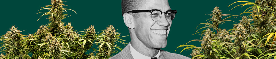 Un ritratto dettagliato di Malcolm X con uno sfondo verde profondo, incorniciato da piante di cannabis lussureggianti con gemme spesse e resinose.