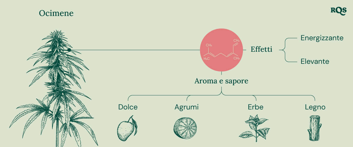 Diagramma delle caratteristiche del terpene ocimene presente nella cannabis, evidenziando i suoi effetti energizzanti e stimolanti. L'immagine presenta anche il profilo di aroma e sapore, inclusi note dolci, agrumate, erbacee e legnose.