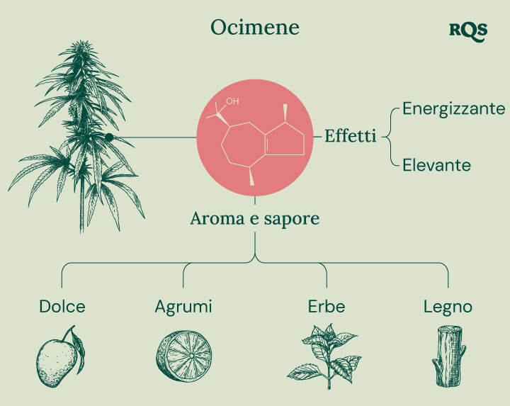 Diagramma delle caratteristiche del terpene ocimene presente nella cannabis, evidenziando i suoi effetti energizzanti e stimolanti. L'immagine presenta anche il profilo di aroma e sapore, inclusi note dolci, agrumate, erbacee e legnose.