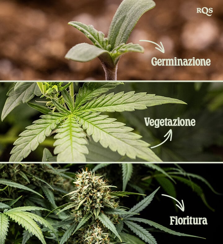 Tre fasi della crescita della cannabis: Germinazione con una piantina, Vegetazione con foglie a ventaglio e Fioritura con gemme dense ricoperte di tricomi.